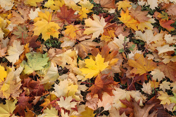 Carpet of yellow, red, green maple leaves on the ground. Natural photophone. Autumn composition. A time of poetry and reflection. Leaf fall is the main sign of autumn.
