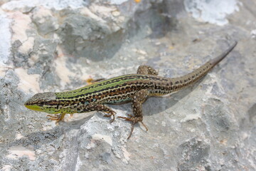 The Dalmatian wall lizard (Podarcis melisellensis) in natural habitat