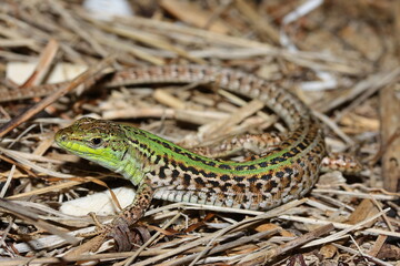 The Italian wall lizard or ruin lizard (Podarcis siculus) in natural habitat