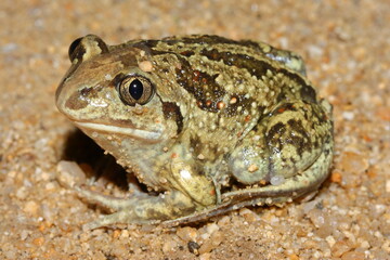 common spadefoot toad (Pelobates fuscus) in natural sandy habitat