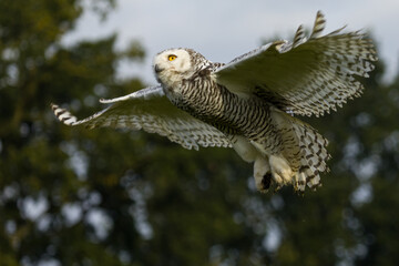A snowy owl flying when twilight starts to fall