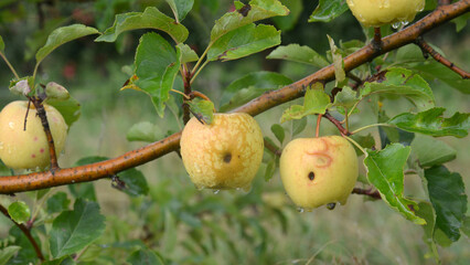 Rain drops on ripe apples in an orchard in autumn