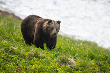 Brown bear, ursus arctos, walking on hill with snow in background in spring. Large mammal standing on grass in springtime. Big predator watching on green glade.