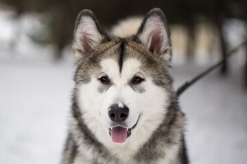 Dog Siberian husky in the winter in the woods.