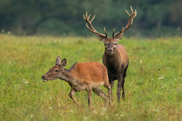 Naklejka na ściany i meble Bonding couple of red deer, cervus elaphus, in rutting season on a green meadow. Male and female wild animals in a courting behavior. Stag following hind from front view.