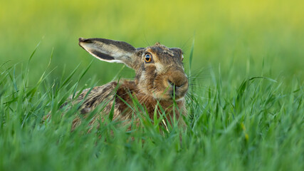 Brown hare, lepus europaeus, looking on green field in summertime nature. Mammal with long ears lying in grassland. Wild rabbit staring in glade.