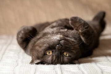 Cat with funny face lying down on bed his bell up