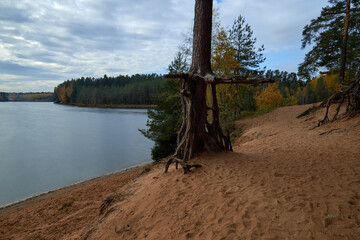 autumn landscape, river and pine roots