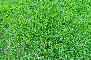 Green grass texture for background. Green lawn pattern and texture background. Close-up. 