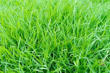 Green grass texture for background. Green lawn pattern and texture background. Close-up. 