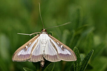 Buchsbaumzünsler auf Buchsbaum