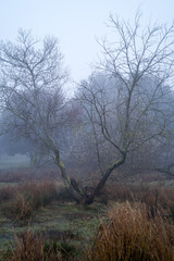 evergreen oak fallen in swamp in the middle of the field in morning with dense fog, tagamanent catalonia spain