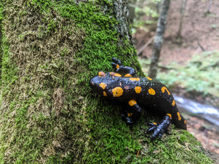 Fire salamander close up in nature