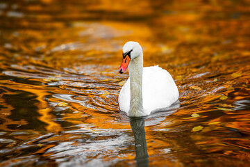 white swan alone Nice on lake water in autumn reflections of park alley. Morning autumn shot park. Fall season nature scene beauty. graceful swan on autumn river in forest