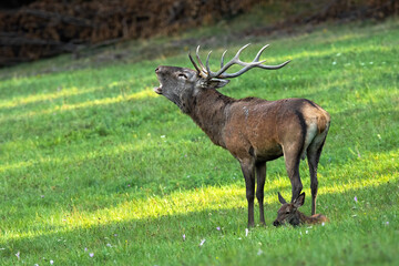 Red deer, cervus elaphus, with cub roaring on meadow in autumn rutting season. Stag with resting...
