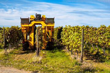 A harvester during the grape harvest in Rheinhessen / Germany on a sunny autumn day