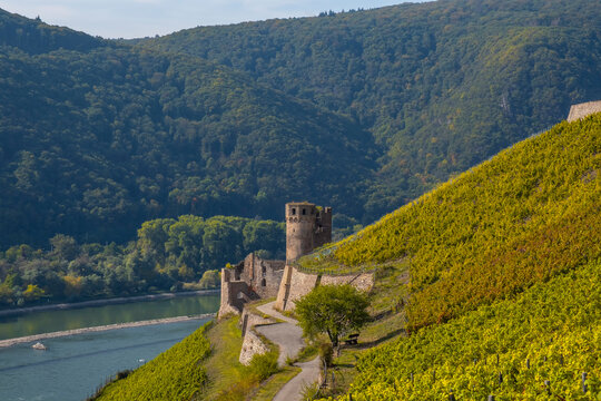View towards the Ehrenfels castle ruins on the Rhine / Germany in the midst of vineyards