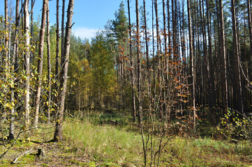 Panoramic view of the autumn forest. Trees without leaves. Autumn in the forest.