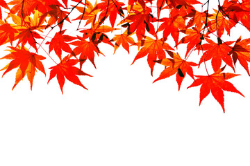 빨강색 가을 단풍잎