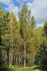 Large birch trees with yellow leaves on the branches. Autumn sunny day in the forest.