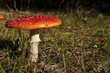 A large fly agaric on a blurred background of green grass. Background, texture, wallpaper.