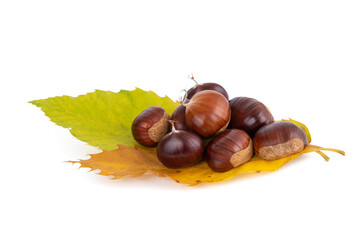 Fresh sweet chestnuts with leaves