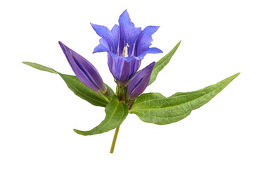 Fototapeta premium Willow gentian