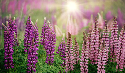 Lupine field with pinks and purples. Bouquet of lupins summer floral background. Lupine field. Purple and pink lupines in the meadow. Purple and pink lupine bunch