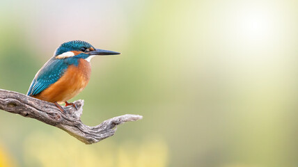 Common kingfisher, alcedo atthis, sitting on branch with copy space. Colorful bird resting on bough with sunlight. Bright feathered animal looking on tree with space for text.