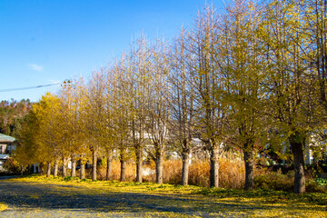 綺麗な太陽の光と紅葉した銀杏並木