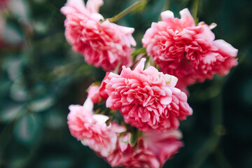pink and white roses