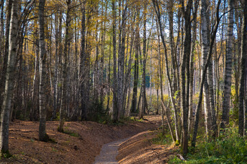 A beautiful forest ravine with crumbling autumn leaves and meadows in the distance
