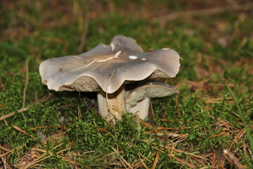 Fototapeta premium mushrooms in the forest