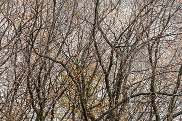 Branches of deciduous trees on an autumn day