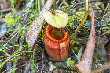 Nepenthes also known as tropical pitcher plants, it is a genus of carnivorous plants in the...