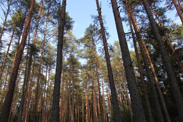 trees in the forest