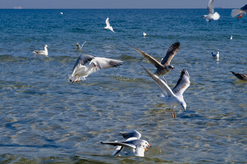 Baltic coast, seagulls on the beach, Gdansk, Poland