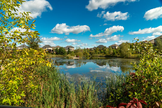 A pond among green bushes and reeds