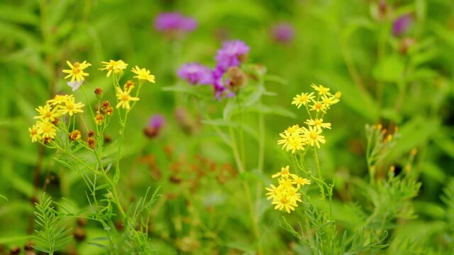 Yellow ragwort or stinking willie flower gently swinging in the wind.
