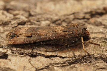 Closeup of the dark sword-grass moth,Agrotis ipsilon - obrazy, fototapety, plakaty