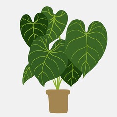 Simplicity philodendron gloriosum houseplant simplicity freehand drawing flat design.