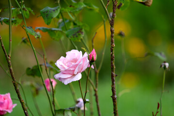 Close-up of pink rose flower head at autumn day. Photo taken September 22nd, 2021, Zurich, Switzerland.