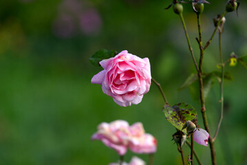 Close-up of pink rose flower head at autumn day. Photo taken September 22nd, 2021, Zurich, Switzerland.