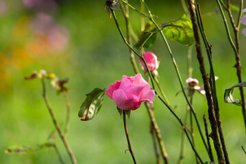 Close-up of pink rose flower head at autumn day. Photo taken September 22nd, 2021, Zurich, Switzerland.