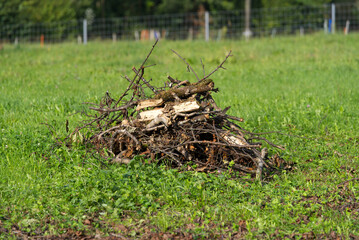 Close-up of fresh cut tree trunk with roots on a beautiful autumn morning. Photo taken September 22nd, 2021, Zurich, Switzerland.