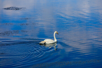 A white swan swimming in the water.