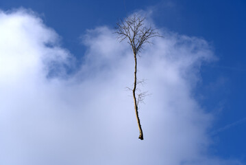 Tree up in the air hanging on a rope of a transport helicopter with cloudy sky background on an autumn morning. Photo taken September 22nd, 2021, Zurich, Switzerland.