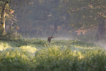 Red fox Vulpes vulpes on a forest river road, in search of food, natural fox habitat, forest...
