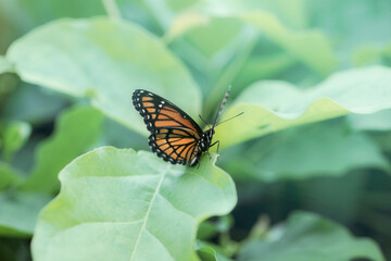 Fototapeta na wymiar Butterfly joy