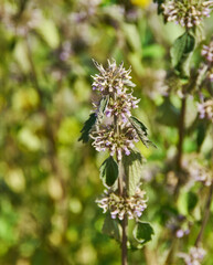 Leonurus quinquelobatus